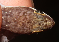 Pachydactylus punctatus