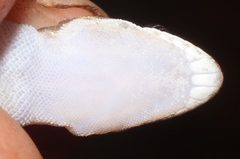 Pachydactylus punctatus