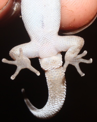 Pachydactylus punctatus