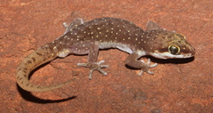 Pachydactylus punctatus