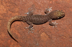 Pachydactylus punctatus
