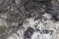 Sorocephalus lanatus