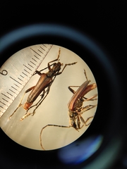 Stenocorus meridianus