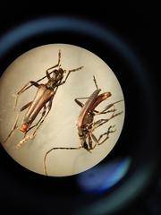 Stenocorus meridianus