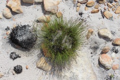 Schoenus pseudoloreus