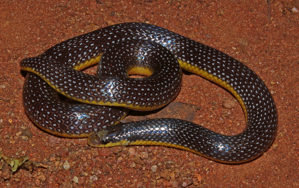 East African Shovel-Snout
