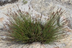 Schoenus pseudoloreus