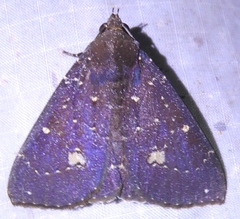 Platyja minutipuncta