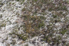 Rafnia capensis capensis