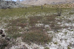 Rafnia capensis capensis