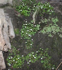 Crassula dentata