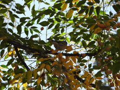 Setophaga coronata