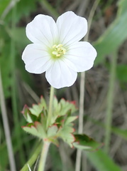 Geranium schlechteri