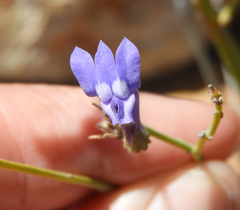 Lobelia linearis