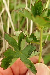Geranium schlechteri