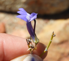 Lobelia linearis