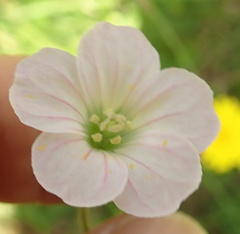 Geranium schlechteri