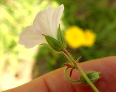 Geranium schlechteri
