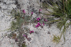 Indigofera sp-aff-humifusa