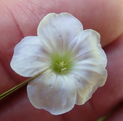 Geranium schlechteri