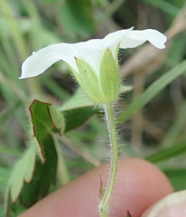 Geranium schlechteri