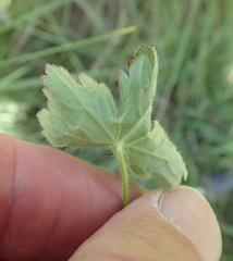 Geranium schlechteri