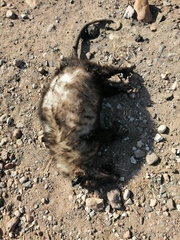 Didelphis virginiana