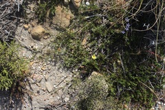 Aspalathus bracteata