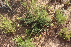 Lotononis exstipulata