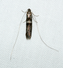 Ceromitia iolampra