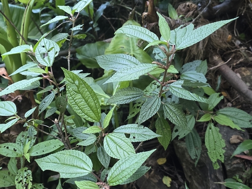 Boehmeria virgata observed 2025-11-17