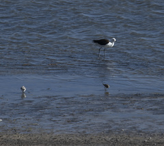 Recurvirostra andina