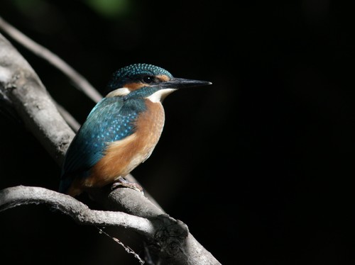 Martín pescador común (Alcedo atthis)