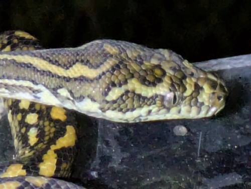 Coastal Carpet Python sighting