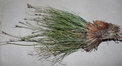 Schoenus pseudoloreus