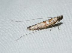 Ceromitia iolampra