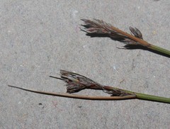 Schoenus pseudoloreus