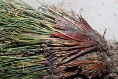 Schoenus pseudoloreus