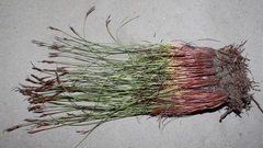 Schoenus pseudoloreus