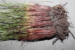 Schoenus pseudoloreus