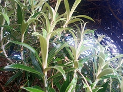 Macrolearia angustifolia