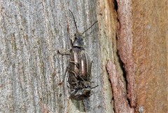 Notodascillus brevicornis