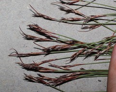 Schoenus pseudoloreus