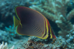 Chaetodon baronessa