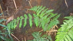 Tectaria subsageniacea