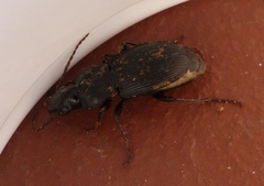 Pterostichus pedemontanus