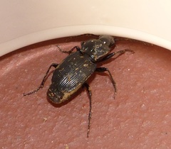 Pterostichus pedemontanus