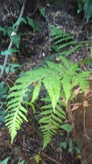 Tectaria subsageniacea