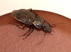 Pterostichus pedemontanus