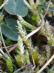 Rhynchostegium megapolitanum